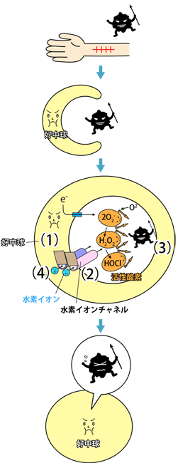 図1