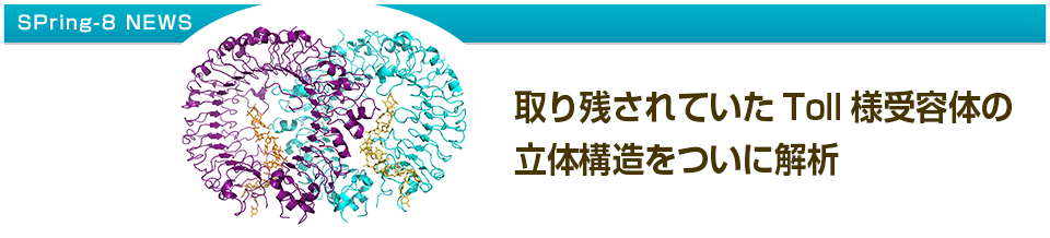 取り残されていたToll様受容体の立体構造をついに解析