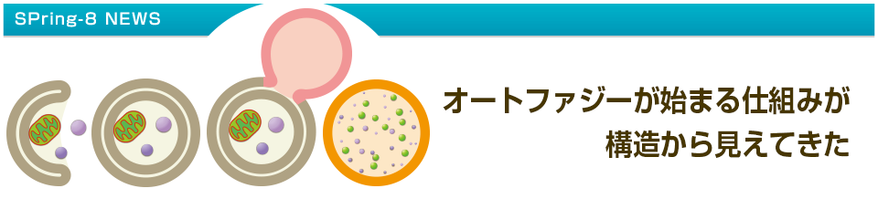 オートファジーが始まる仕組みが構造から見えてきた